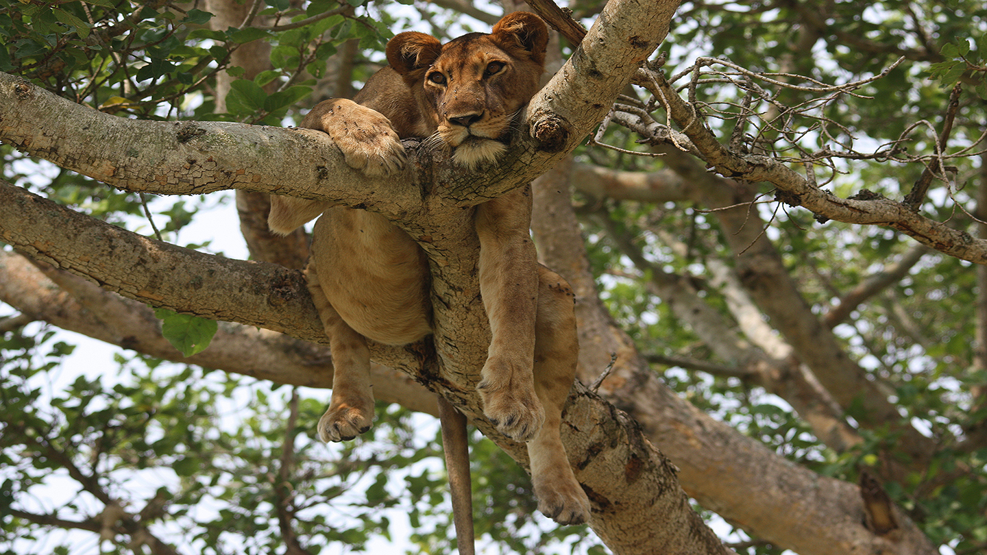 Lion